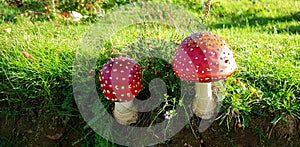 Fly Agaric,Â Amanita Muscaria, is a hallucinogen Toadstall and must be considered poisonous